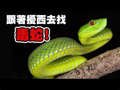 台灣最毒的蛇排名 紅色種類